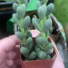Photo of the plant species Astridia velutina by @SavvyAutumnfern named Aria on Greg, the plant care app