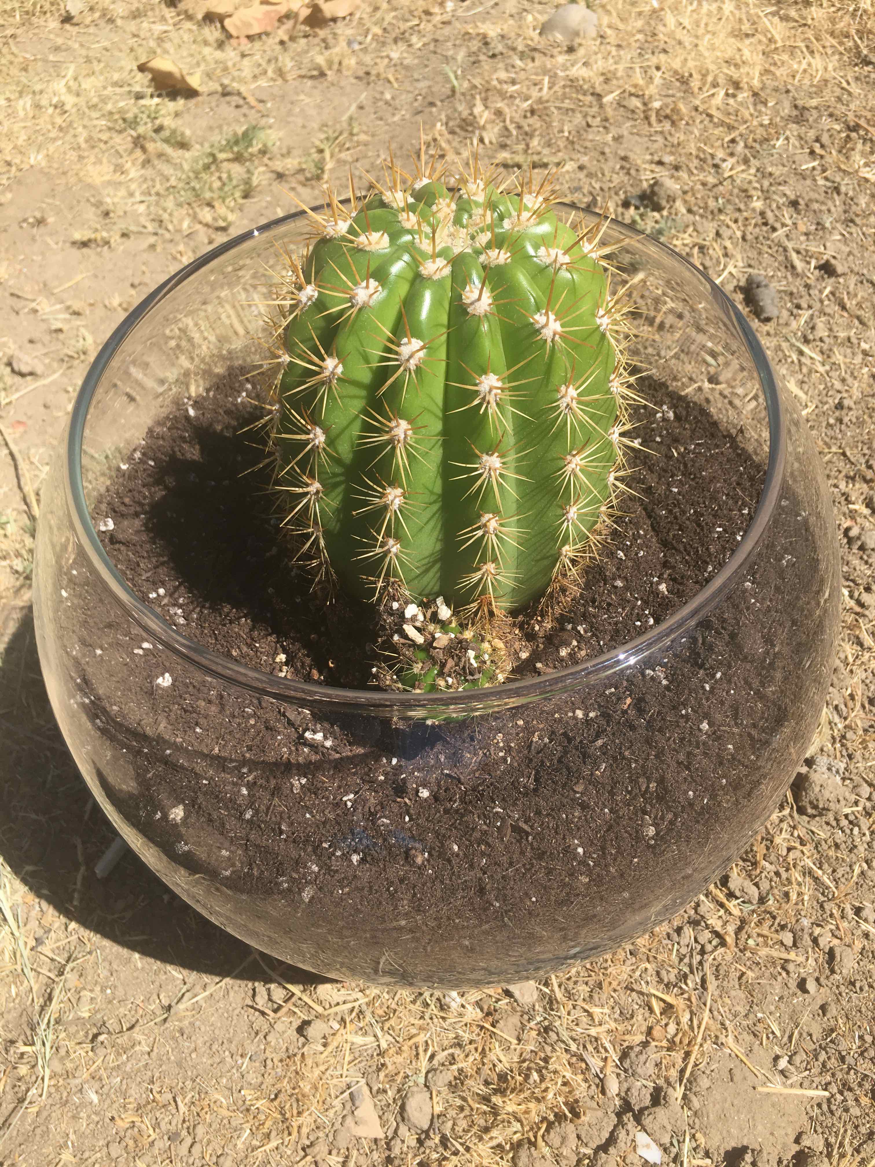 Sun Goddess Barrel Cactus in a glass bowl with soil, healthy and vibrant.
