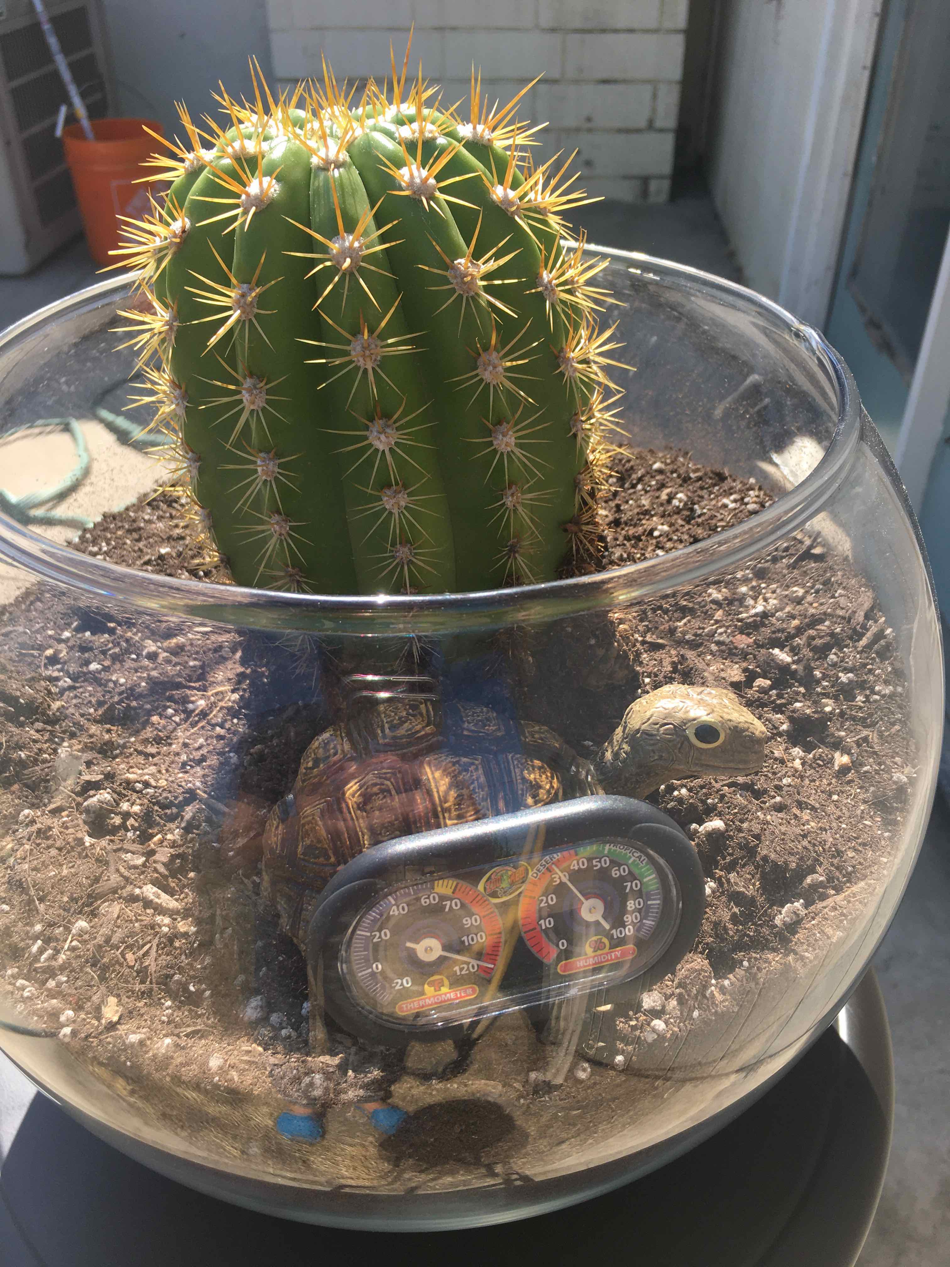 Sun Goddess Barrel Cactus in a glass container with visible soil and a thermometer.