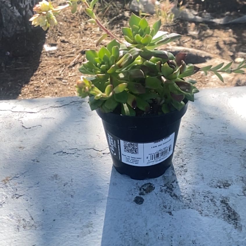 Photo of the plant species Sedeveria 'Letizia' by @kylaa1 named Coco on Greg, the plant care app