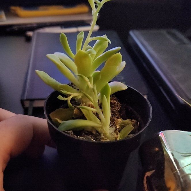 Photo of the plant species Variegated Sand Rose by @GoodMooncactus named Leonardo on Greg, the plant care app