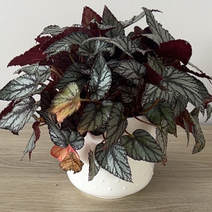 Photo of the plant species Rex Begonia 'Lancelot' BFF Exclusive by @UberPhysicnut named Remington on Greg, the plant care app