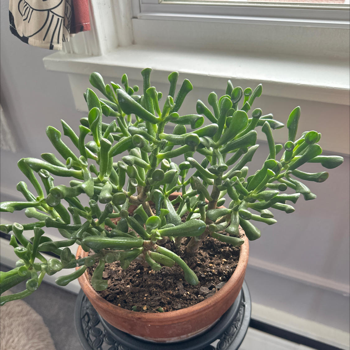 Photo of the plant species Ogre's Ears Jade by @GrownBlueprince named Harmony on Greg, the plant care app