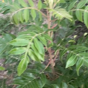Photo of the plant species winged sumac by @TubularAcajou named Harmony on Greg, the plant care app