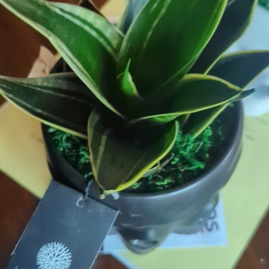 Photo of the plant species Emerald Star Snake Plant by @mandajojo named Drake on Greg, the plant care app