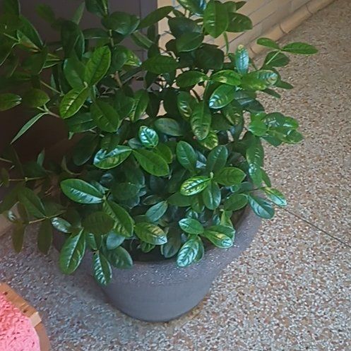 Photo of the plant species Red Bush Ixora by @WinPeacockfern named Karen on Greg, the plant care app