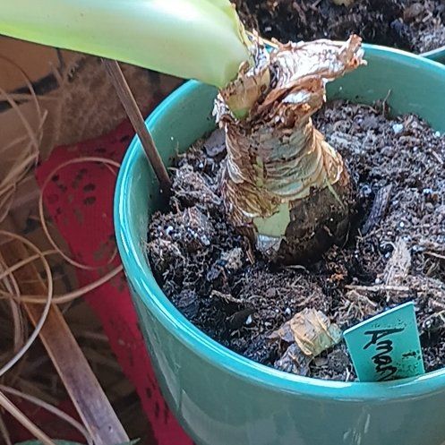 Photo of the plant species Hippeastrum 'Red Lion' by @WinPeacockfern named Scarlett on Greg, the plant care app