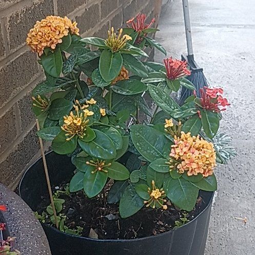 Photo of the plant species Flame of the Woods by @WinPeacockfern named Oxxie on Greg, the plant care app