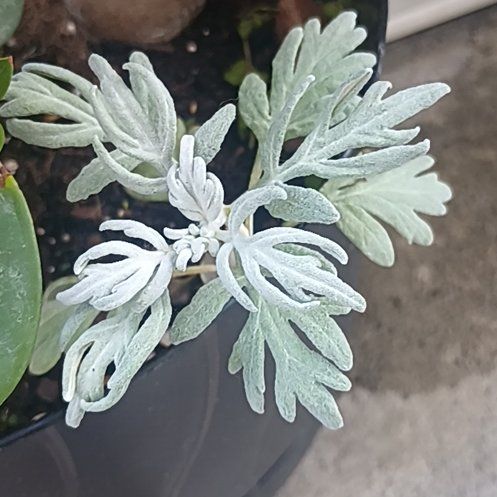 Photo of the plant species Oldwoman by @WinPeacockfern named Madonna on Greg, the plant care app