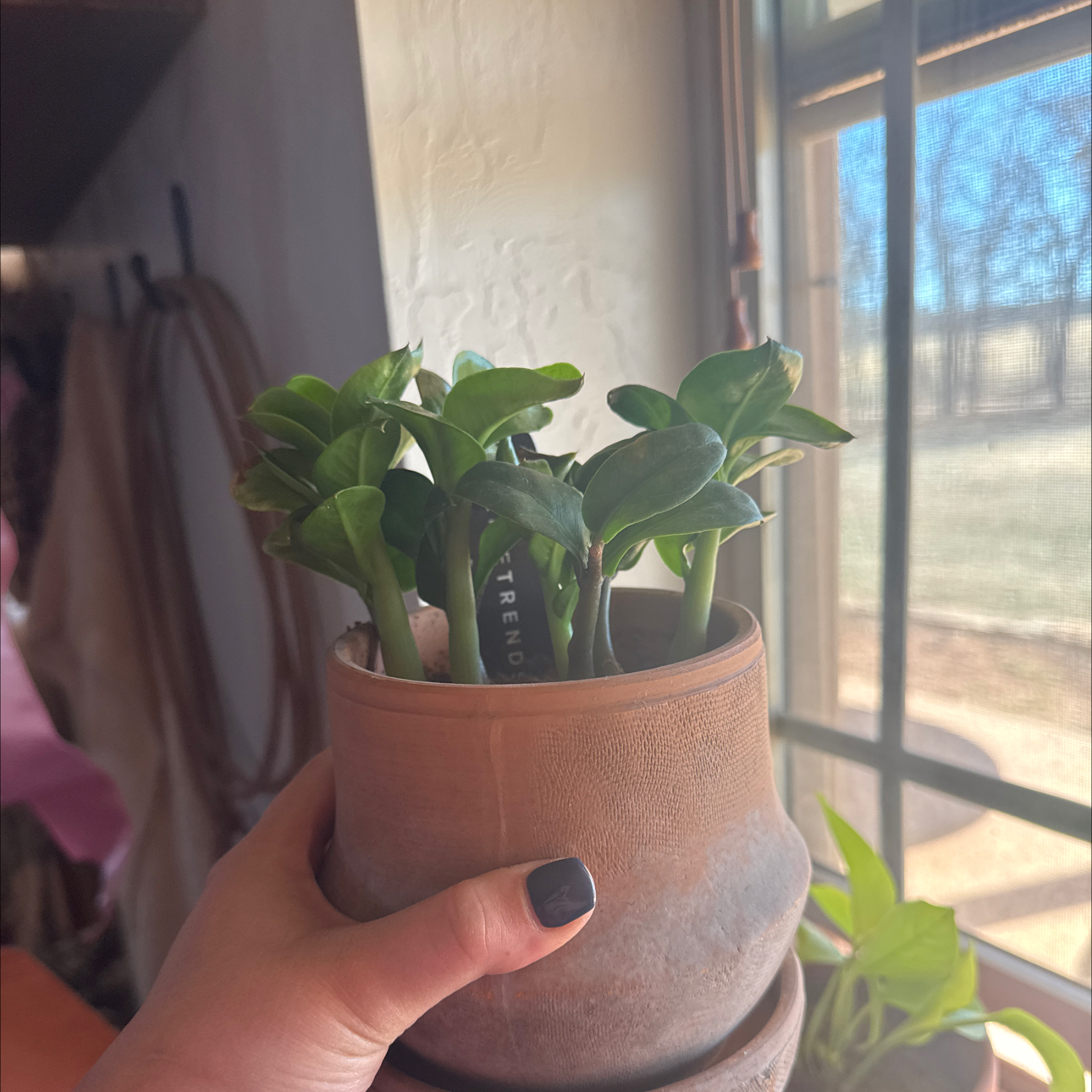 Photo of the plant species Zamicro ZZ Plant by @Shayla102 named Frankie on Greg, the plant care app
