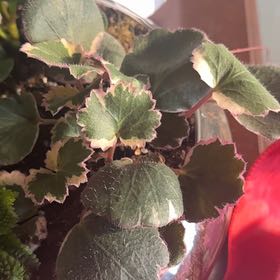 Photo of the plant species Pink Alumroot by @Shayla102 named Messi on Greg, the plant care app