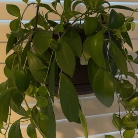 Photo of the plant species Lipstick plant 'Japhrolepsis' by @PetDyersalkanet named Sigmund on Greg, the plant care app