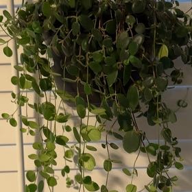 Photo of the plant species Codonanthe devosiana by @PetDyersalkanet named Michelle Branch on Greg, the plant care app