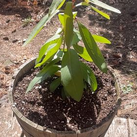 Photo of the plant species Pacific Madrone by @AbsoluteGreen named Rainier on Greg, the plant care app