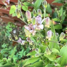 Photo of the plant species Bluebill by @PetRawirimanuka named Taylor Swift on Greg, the plant care app