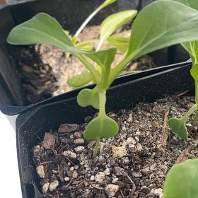 Photo of the plant species Bok Choy by @LightGreenalder named LiloStitch on Greg, the plant care app