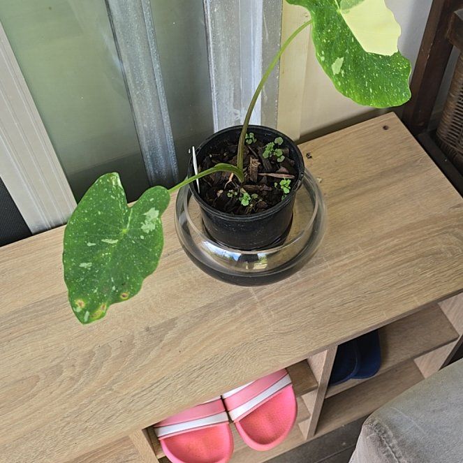 Photo of the plant species Colocasia Milky Way by @NationalPlain named Sir Plancelot on Greg, the plant care app