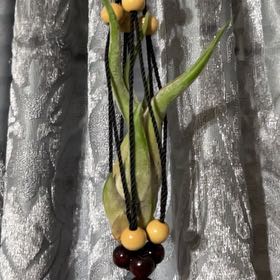 Photo of the plant species Seleriana Air Plant by @LitheSugarmaple named Grace on Greg, the plant care app