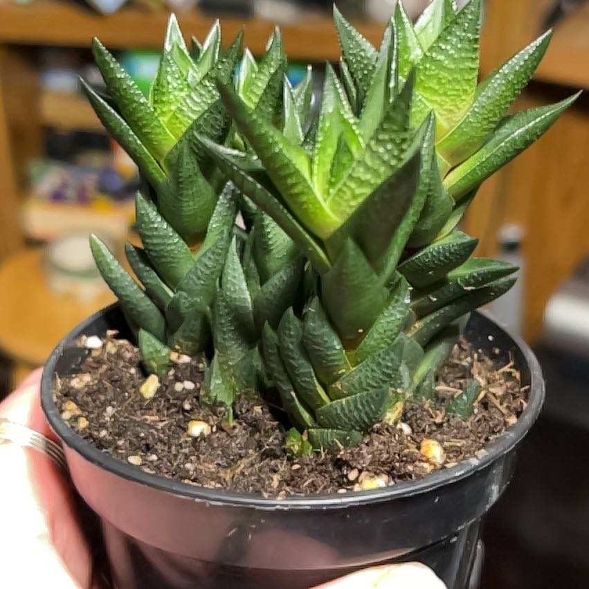 Photo of the plant species Windowpane Plant by @LitheSugarmaple named Kobe on Greg, the plant care app