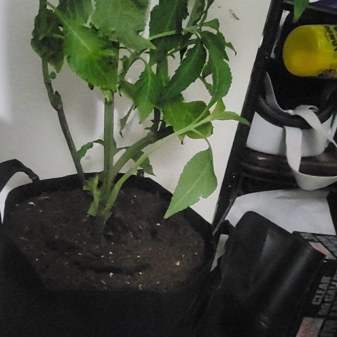 Photo of the plant species Sage of the Diviners by @BigFicusbonsai named Sally on Greg, the plant care app