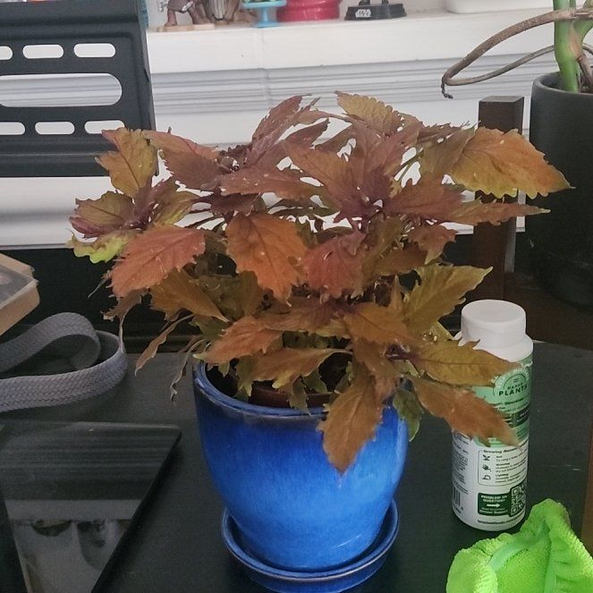 Photo of the plant species Flamethrower Habanero Coleus by @BuffSickleweed named Doja Cat on Greg, the plant care app