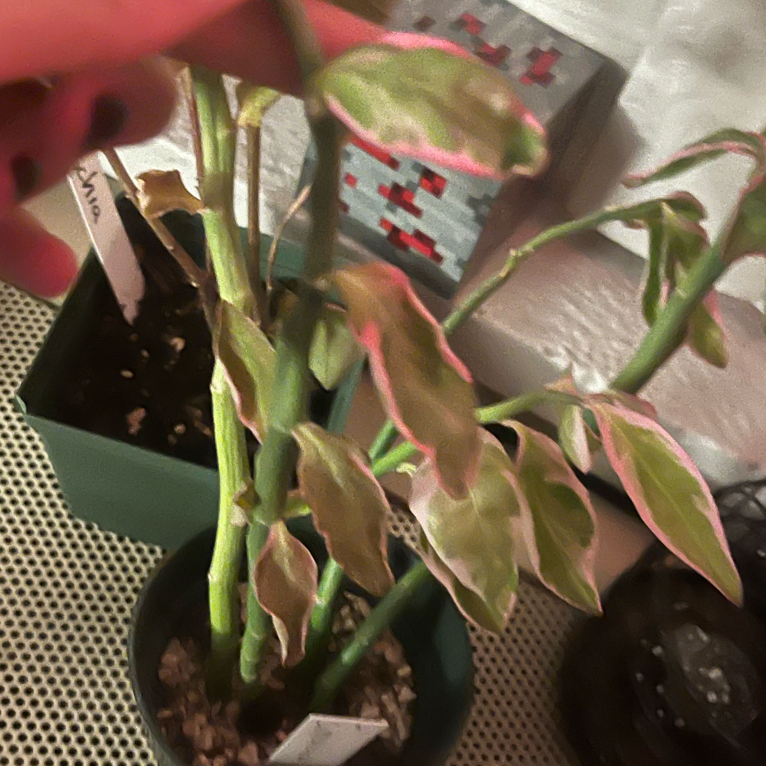 Photo of the plant species African Milk Bush by @YummyBlueweed named Treeyoncé on Greg, the plant care app