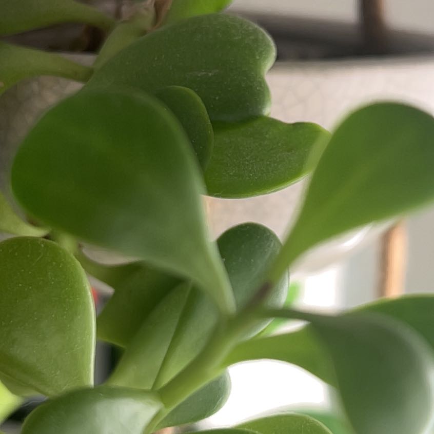 Photo of the plant species Succulents by @DaintyDeerberry named Mollie on Greg, the plant care app