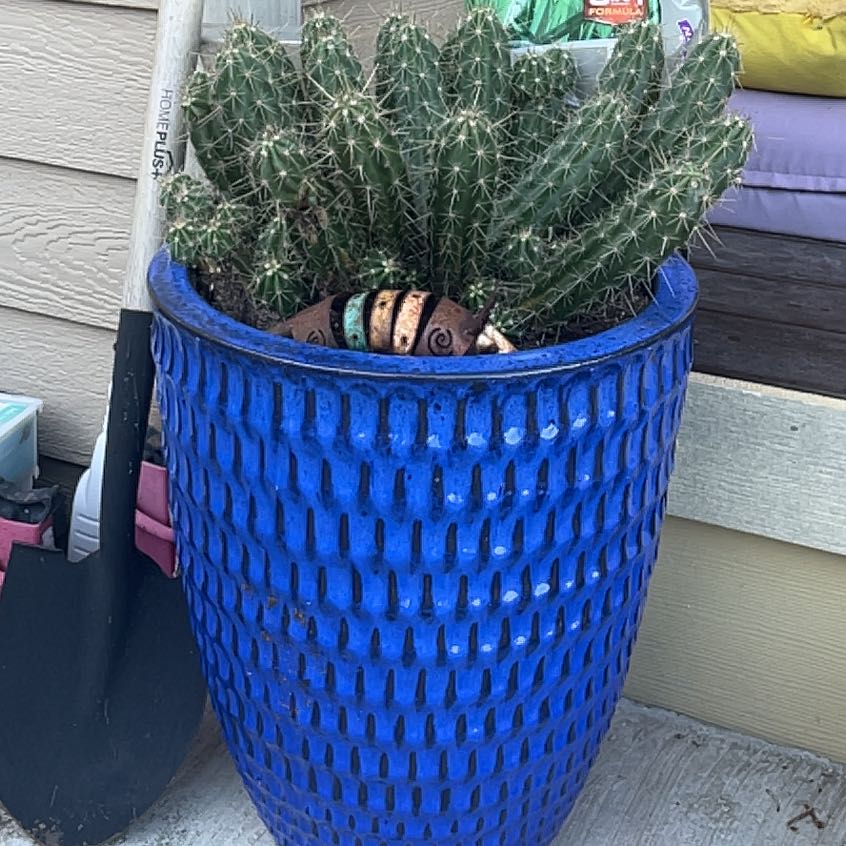Photo of the plant species Banana Cactus by @DaintyDeerberry named Sanders on Greg, the plant care app
