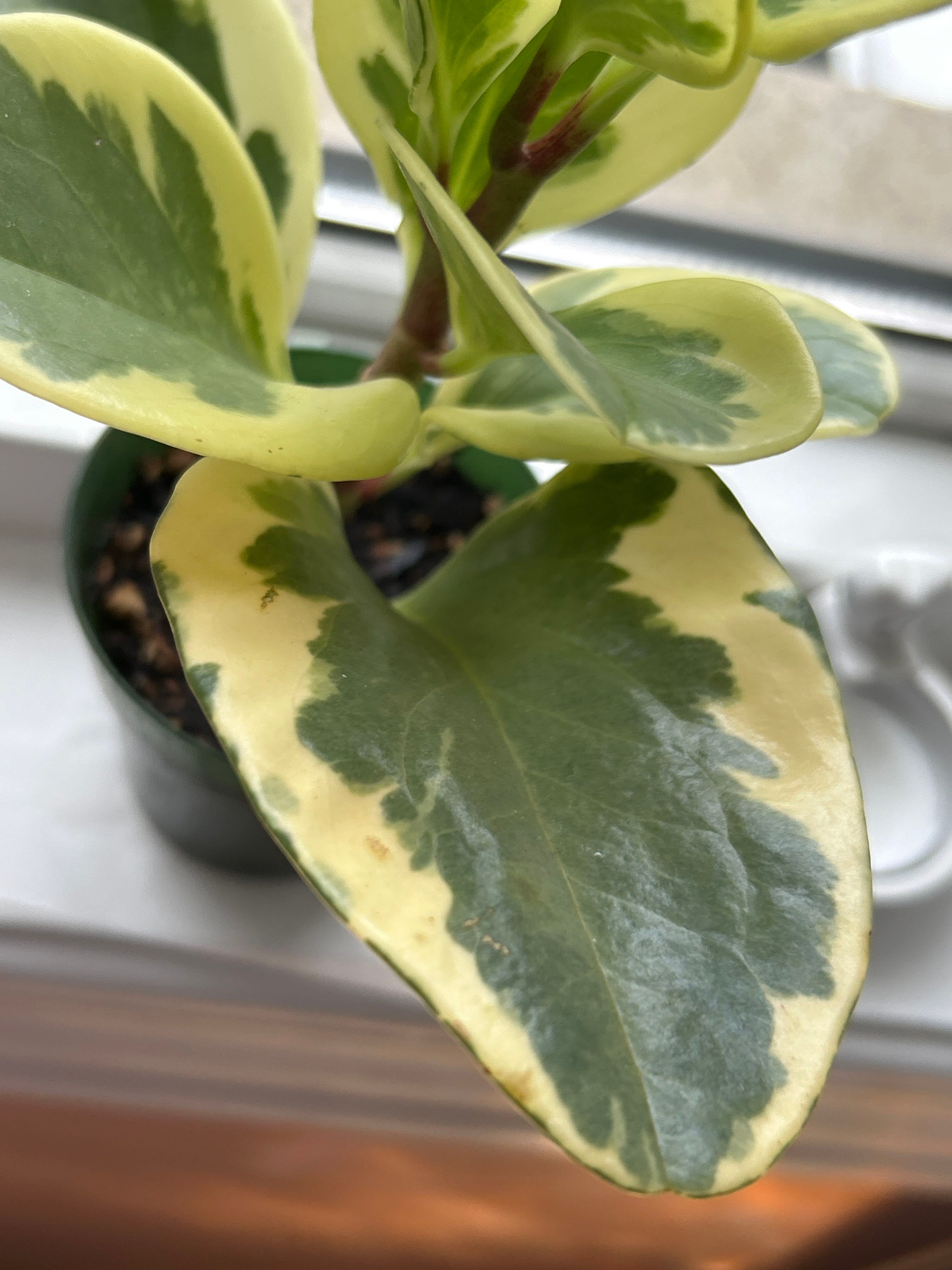 Why Deppe's Peperomia Is Not an Annual