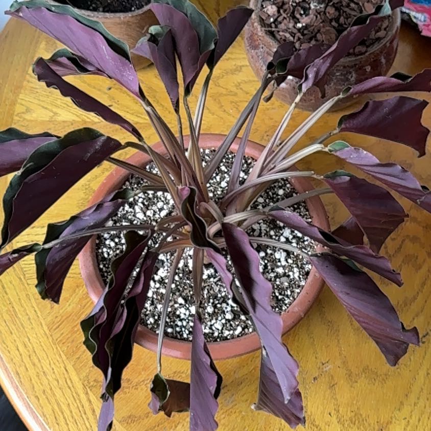 Photo of the plant species Goeppertia crocata by @VitalJicaro named Elina on Greg, the plant care app