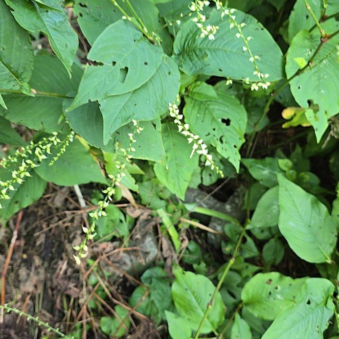 Photo of the plant species Virginia Knotweed by @BiggestChinotto named Ulysses S Plant on Greg, the plant care app