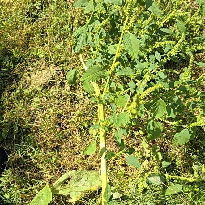 Photo of the plant species Careless Weed by @BiggestChinotto named Sage on Greg, the plant care app