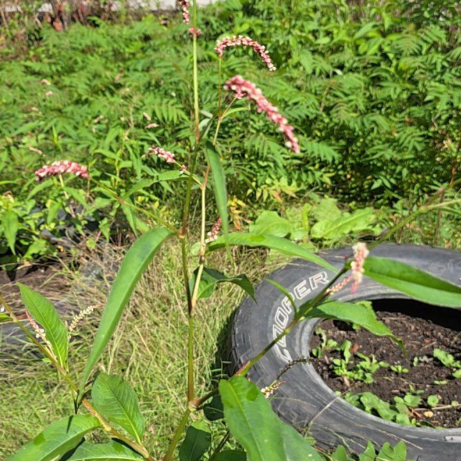 Photo of the plant species Willow Weed by @BiggestChinotto named Osmo on Greg, the plant care app