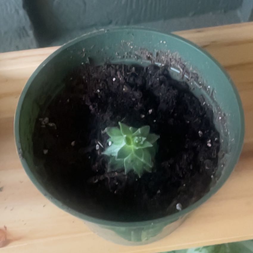 Photo of the plant species Sempervivum Red Heart by @BusyPawpaw60 named Kardashian on Greg, the plant care app