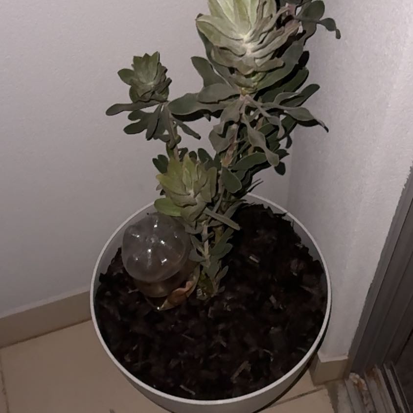 Photo of the plant species Pink Ice Protea by @ElatedPeperomia named Wall-E on Greg, the plant care app