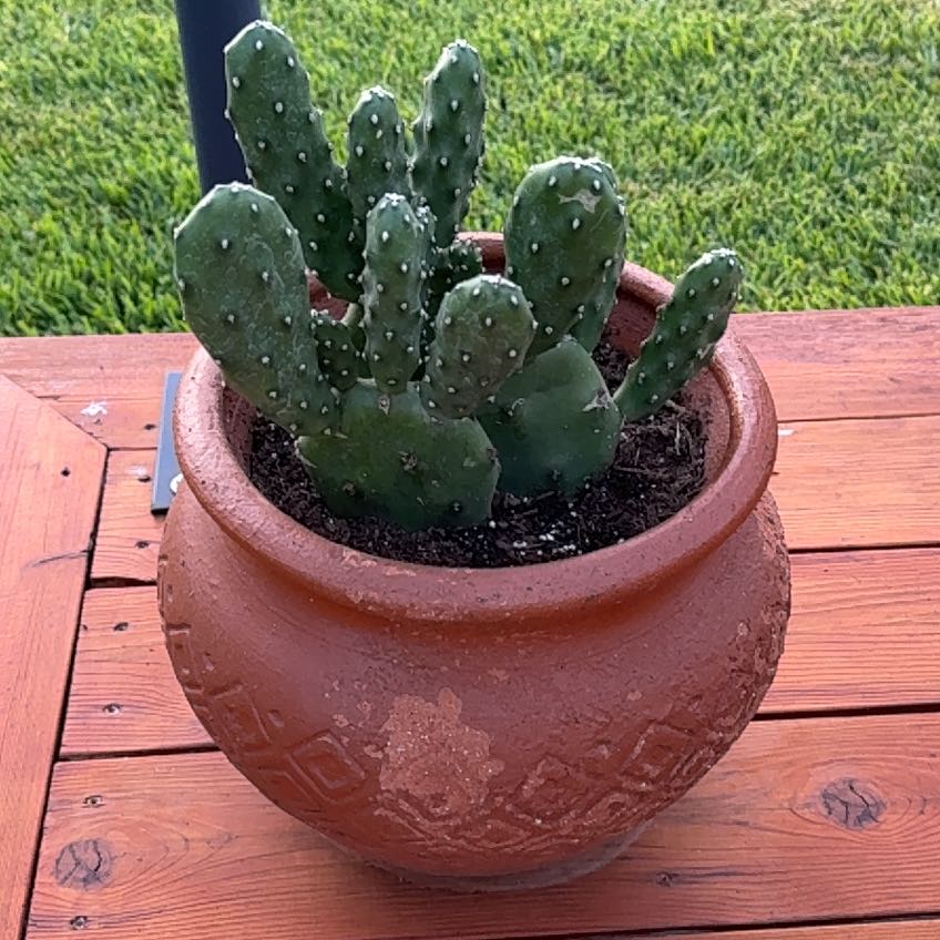 Photo of the plant species Quimilo Prickly Pear by @EventfulKowhai named Coco on Greg, the plant care app