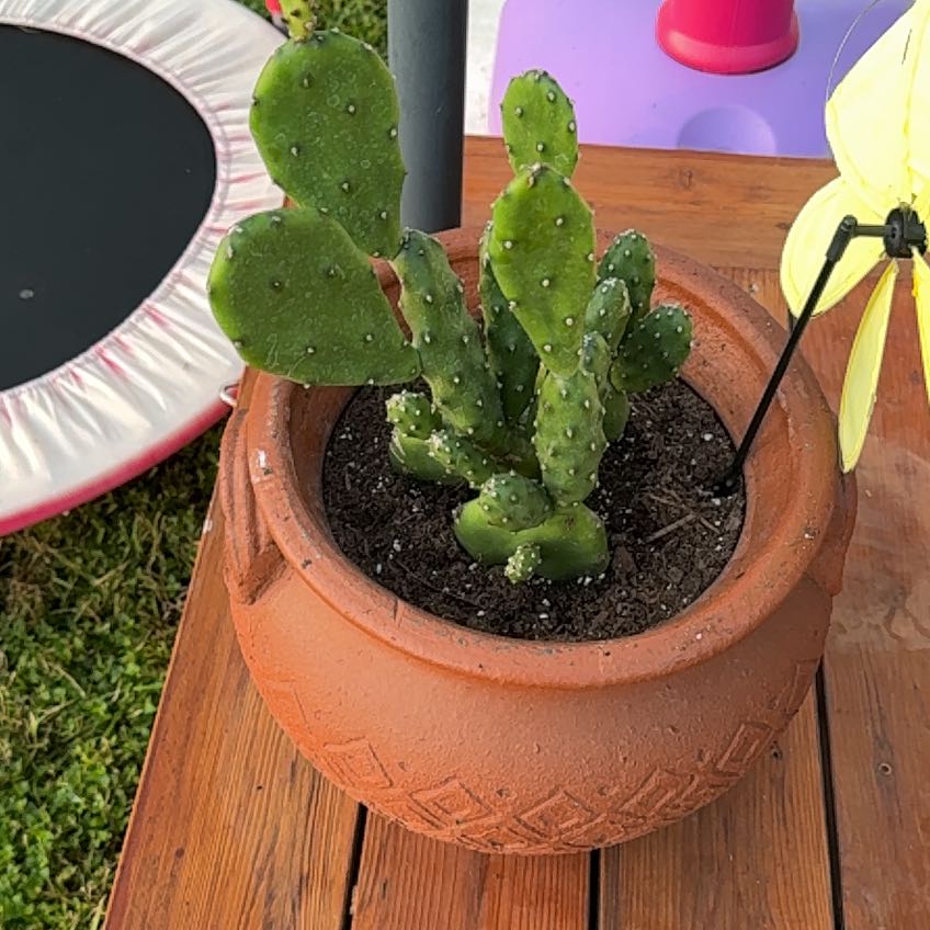Photo of the plant species Quimilo Prickly Pear by @EventfulKowhai named Bella on Greg, the plant care app