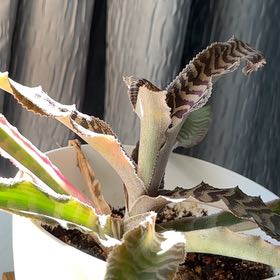 Photo of the plant species Bonita Earth Star by @FabHoyaobscura named Terra on Greg, the plant care app
