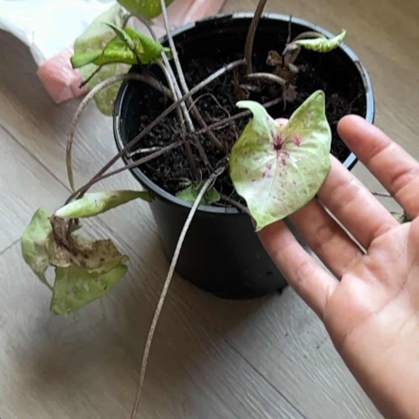 Photo of the plant species Caladium 'Heart to Heart' by @DecorousColeus named Prince on Greg, the plant care app