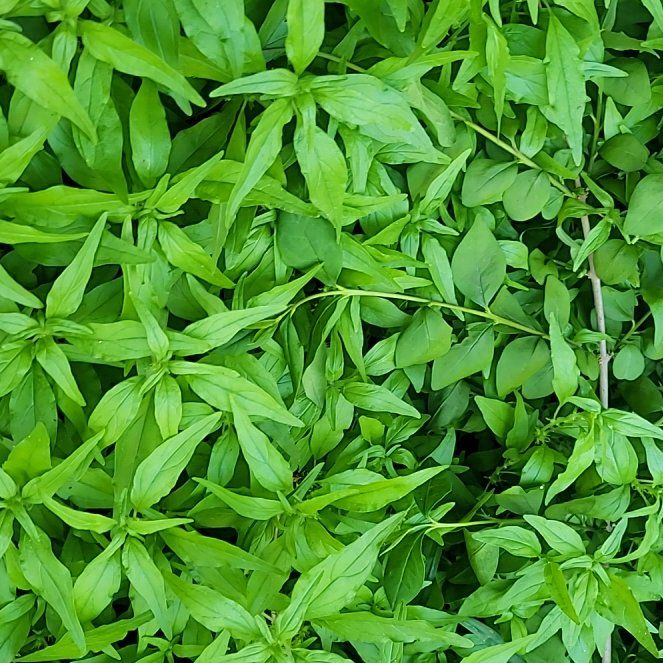 Photo of the plant species Pennsylvania Pellitory by @HipChinotto59 named Forrest on Greg, the plant care app