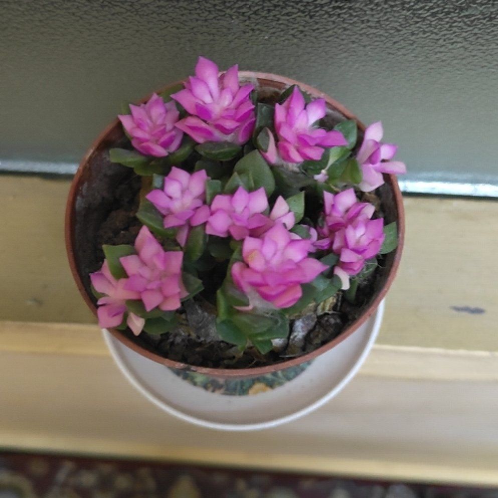 Photo of the plant species MacDougalli by @RadJadenecklace named Harmony on Greg, the plant care app