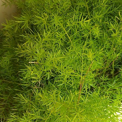 Lori's Plants