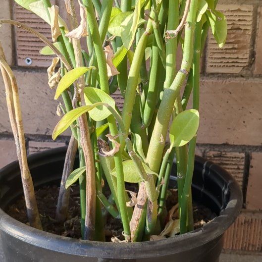 Photo of the plant species Tall Slipper Plant by @FunLamprocapnos named Figyonce on Greg, the plant care app