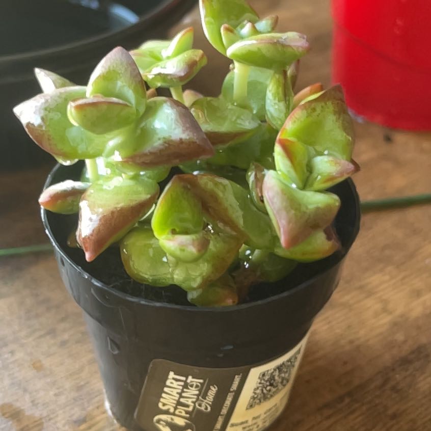 Photo of the plant species jade by @PrimeTigerpear named Jade on Greg, the plant care app