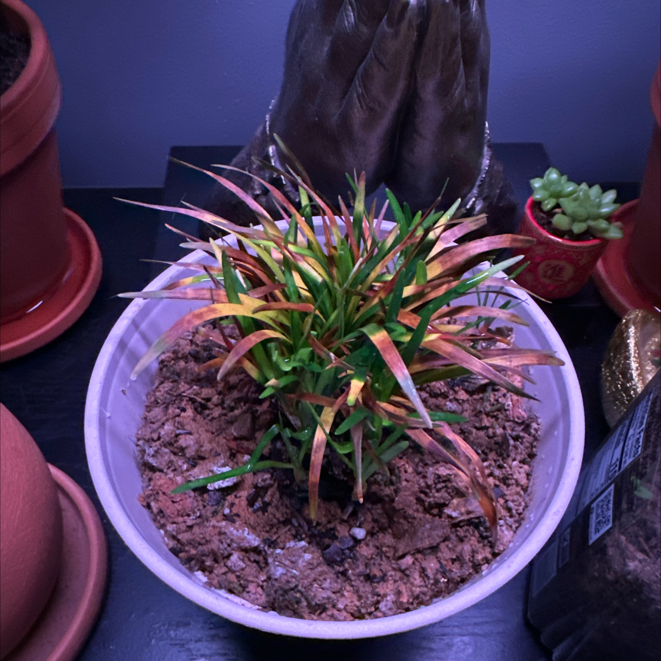 Photo of the plant species Dwarf Mondo Grass by @ComicPotatovine named D Drizzle on Greg, the plant care app