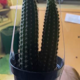 Photo of the plant species Echinopsis 'Pluton' by @SugarGianttaro named Johnson on Greg, the plant care app