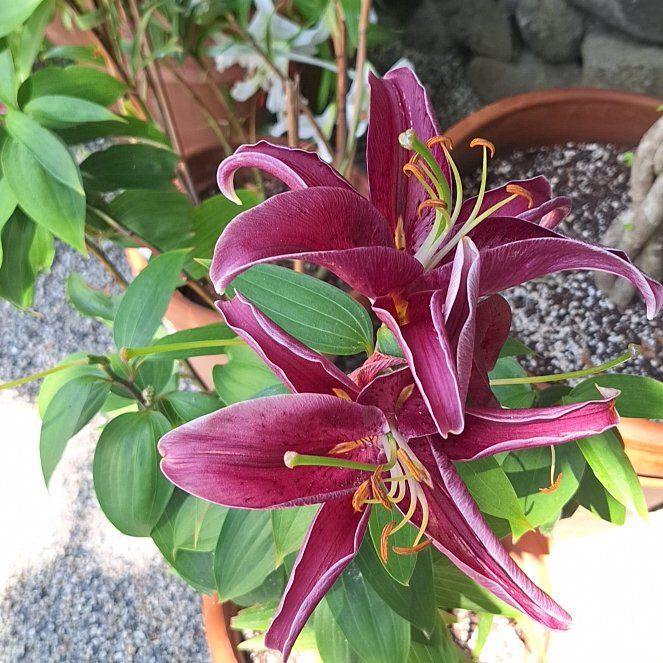 Photo of the plant species Orange Daylily by @RealPoisonbulb named Michelle Branch on Greg, the plant care app