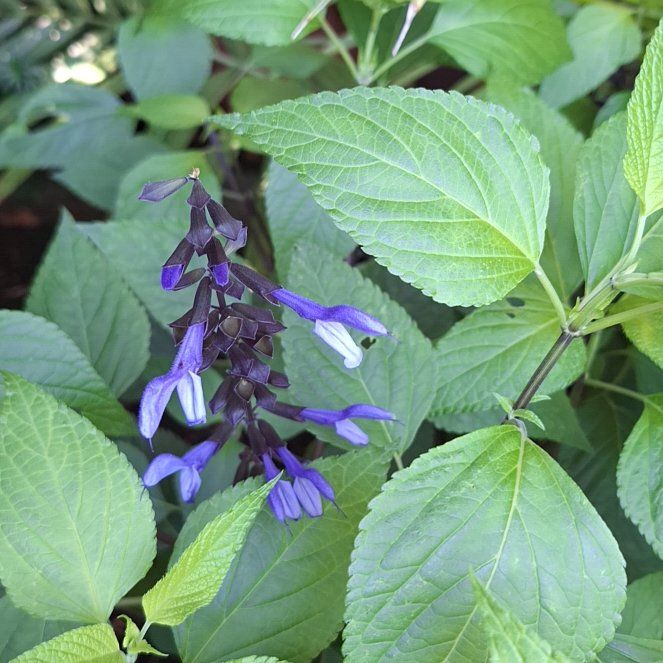Photo of the plant species Anise-Scented Sage by @RealPoisonbulb named Gomez on Greg, the plant care app