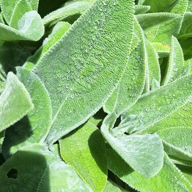 Photo of the plant species Lamb's Ear by @RealPoisonbulb named Demi on Greg, the plant care app
