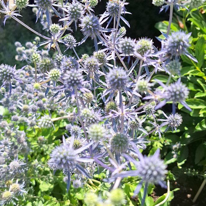 Photo of the plant species Flat Sea Holly by @RealPoisonbulb named Robert Plant on Greg, the plant care app